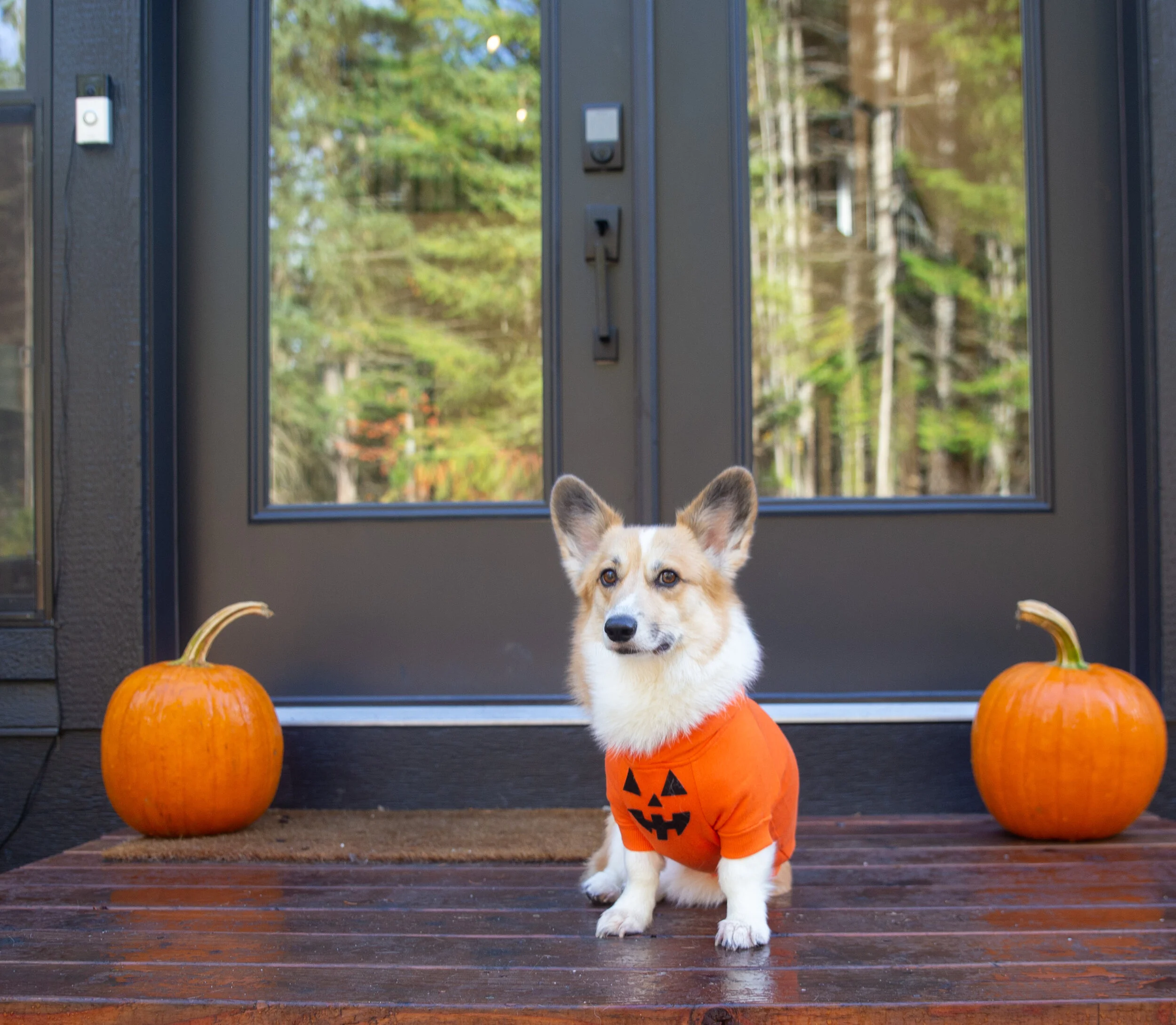 Dog halloween hoodie 2025